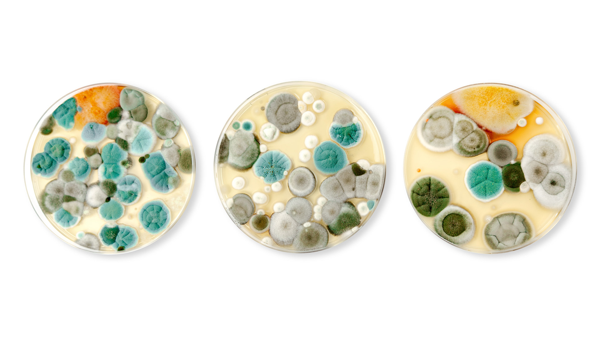 Mould Testing
